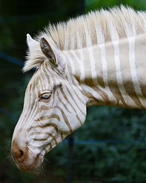 The Early Life of Zoe Zebra