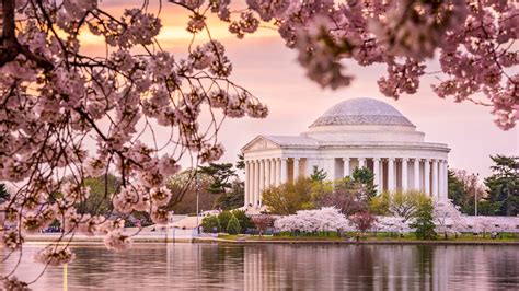 The Early Years of Delicate Blossoms