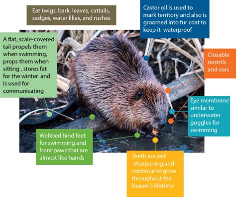 The Ecological Engineering Abilities of Beavers