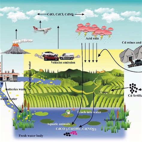 The Ecological Significance of Airborne Plants in Ecosystems