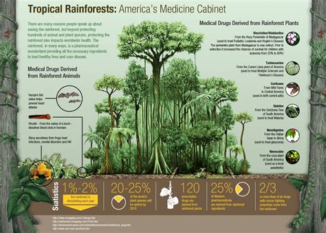 The Ecological Significance of Palms in Tropical Ecosystems