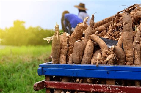 The Economics of Cassava Farming: Market Demand and Profitability