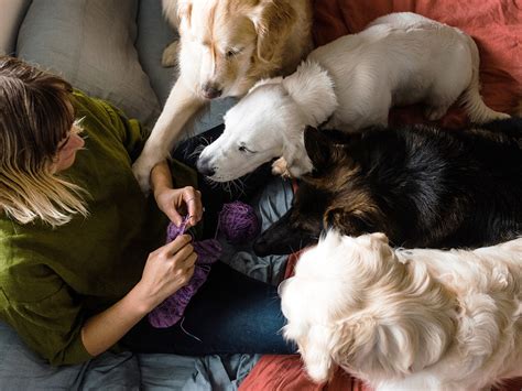 The Ecstasy of a Multi-Pet Household