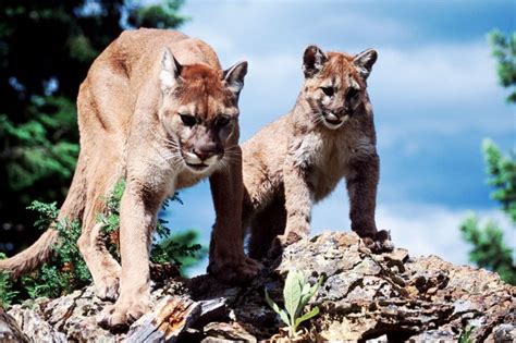 The Eerie Sight of a Ferocious Mountain Lion