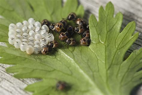 The Egg-laying Process: Discovering How Insects Select their Egg-deposition Sites