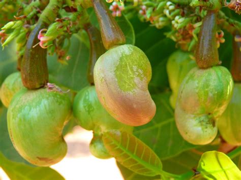 The Elegance and Splendor of a Cashew Tree