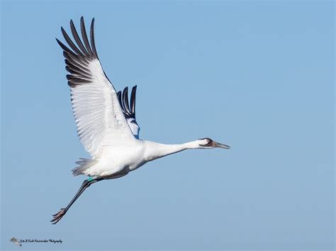 The Elegance of the Majestic Long-legged Crane's Flight.