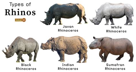 The Elephant-Rhino Connection: Exploring the Similarities and Differences