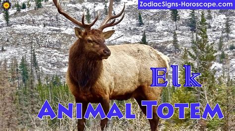 The Elk as a Spirit Animal: Significance and Interpretation