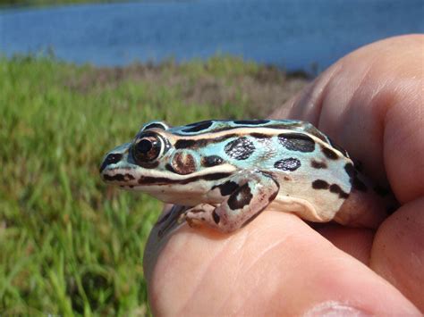 The Elusive Blue Leopard: A Rare Find in the Wild