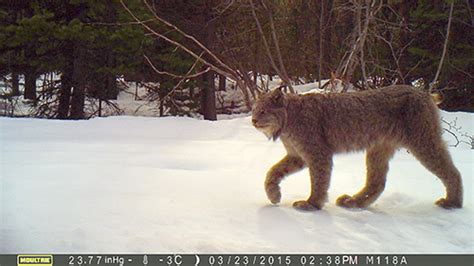 The Elusive Lynx: Tips for Spotting them in their Natural Habitat