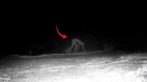 The Elusive Sightings: Eyewitness Accounts and Cryptid Speculations