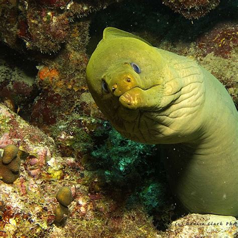 The Elusive White Eel: A Fascinating Creature of Legends