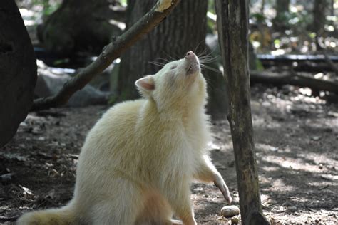 The Elusive White Raccoon: A Rare and Mysterious Sight