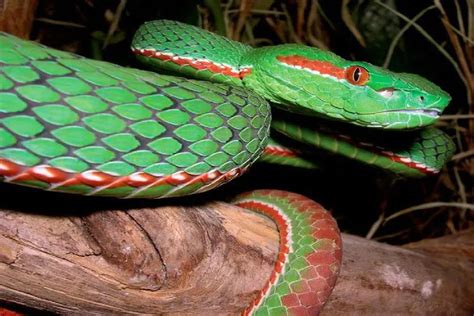 The Emerald Viper: An Exquisite Gem of the Animal Realm