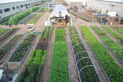 The Emergence of Urban Agriculture: Nurturing Crops Amidst the Urban Jungle