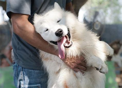 The Emotional Connections of Dreaming about a Companion's Canine