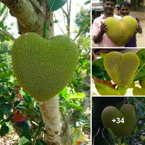 The Enchanting Allure of Harvest-ready Jackfruit