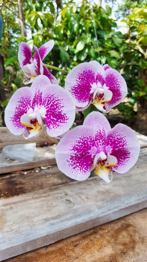 The Enchanting Allure of Orchid Plants: Exploring Their Mesmerizing Elegance