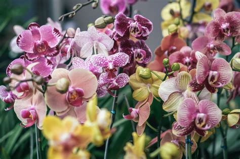 The Enchanting Allure of Orchids