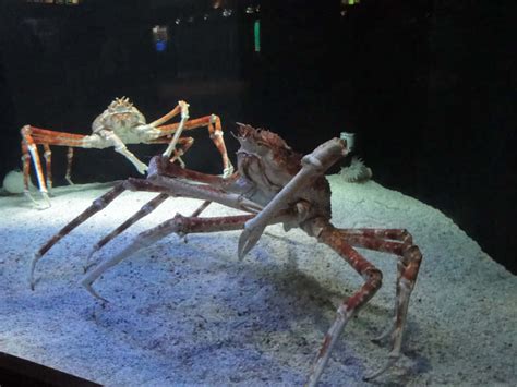 The Enchanting Aspect of the Majestic Spider Crab