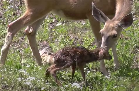 The Enchanting Beauty of Fawns