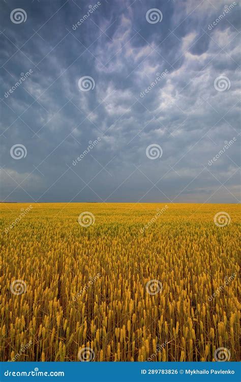 The Enchanting Charm of Gilded Waves: The Enthralling Elegance of Wheat Meadows