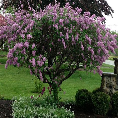 The Enchanting Charm of Lilac Trees