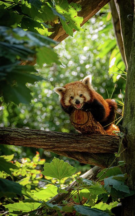 The Enchanting Charm of Pandas