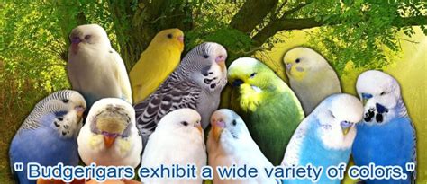 The Enchanting Colors and Patterns of Companion Budgerigars