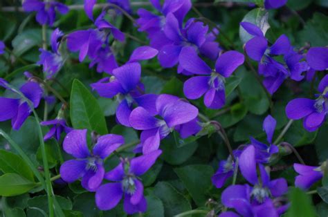 The Enchanting Colors of Spring Violets