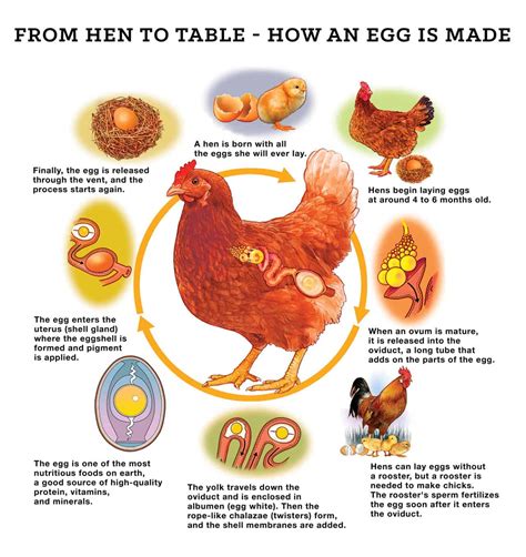 The Enchanting Encounter: Observing the Transformation of a Hen's Egg into Life