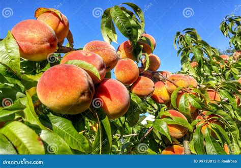 The Enchanting Fantasies Sparked by Luscious Ripe Peaches