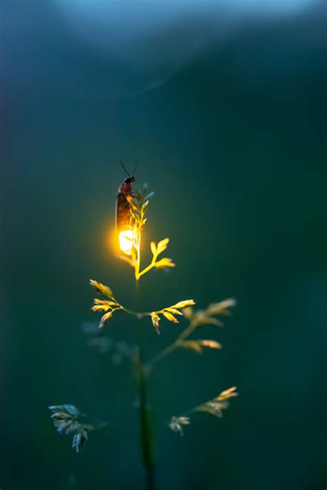 The Enchanting Glow: Fireflies and Bioluminescent Organisms