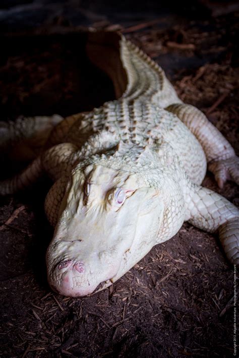 The Enchanting Glow of the Albino Alligator