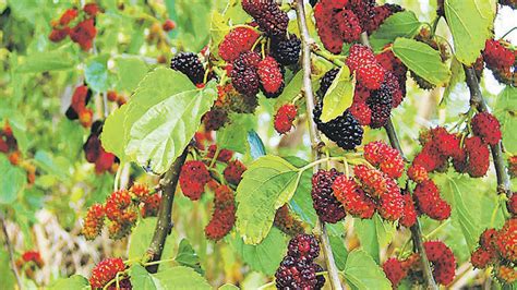 The Enchanting History of Mulberry Tree: From Ancient Cultures to Modern Day