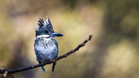 The Enchanting Hues of the Kingfisher