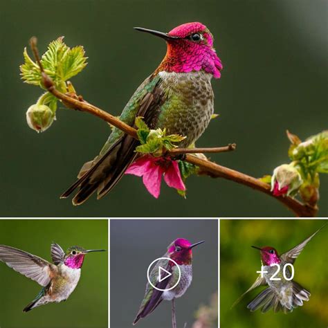 The Enchanting Hummingbird: Petite Creature, Immense Wonders