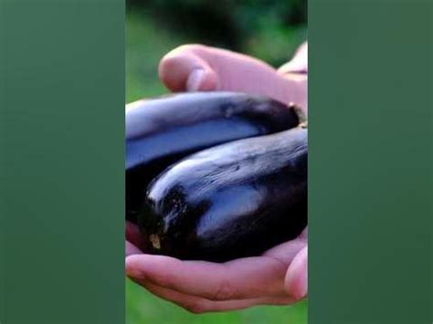 The Enchanting Journey of Eggplants: Tracing Their Rich Historical Roots