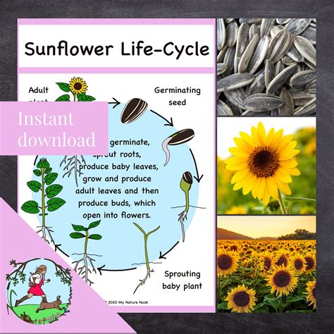 The Enchanting Life Cycle of Sunflowers