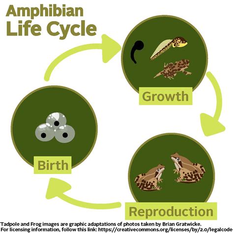 The Enchanting Life Cycle of a Tiny Amphibian