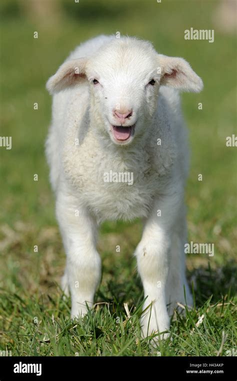 The Enchanting Melody of a Baby Lamb's Bleat