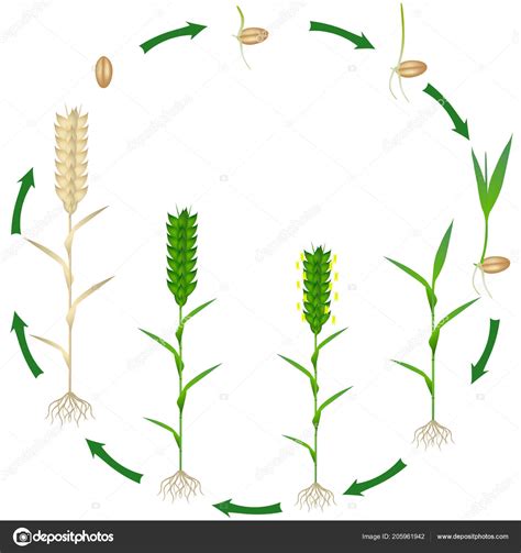 The Enchanting Metamorphosis of Wheat Kernels