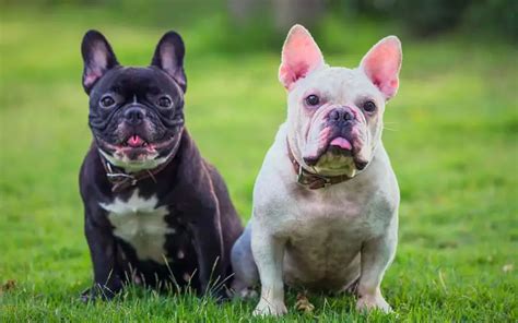 The Enchanting Nature of French Bulldogs: Unraveling Their Distinctive Charisma