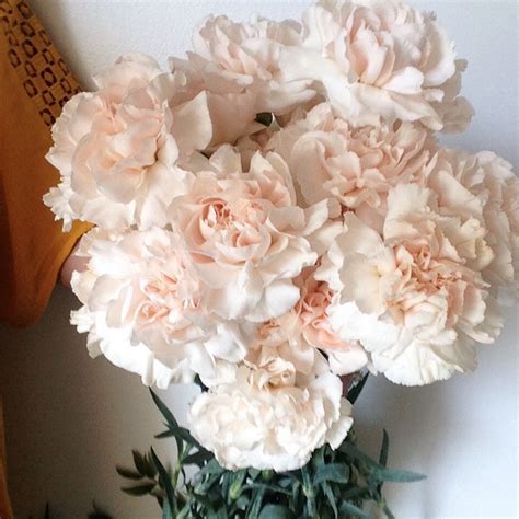 The Enchanting Origins of Blush Carnations