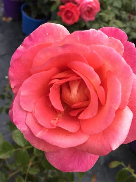 The Enchanting Origins of Roses and Their Cultural Importance