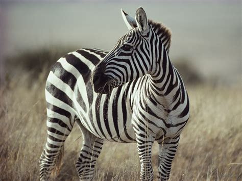 The Enchanting Patterns and Stripes of Young Zebras