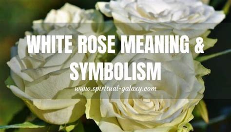 The Enchanting Power of Rose: Unveiling its Symbolic Meanings