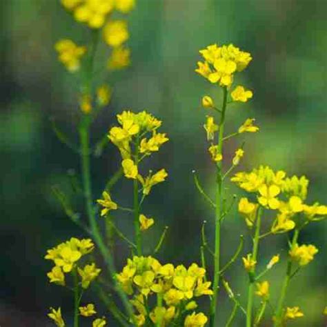 The Enchanting Power of Tiny Seeds: Exploring the Limitless Potential of Mustard Seeds