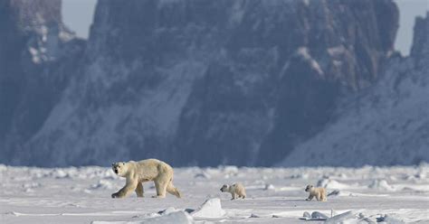 The Enchanting Realm of Arctic Giants